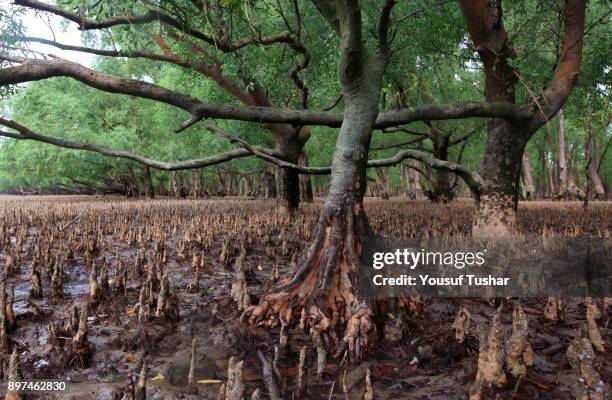 The Sundarbans, a UNESCO World Heritage Site and a wildlife sanctuary. The largest littoral mangrove forest in the world, it covers an area of 38,500...