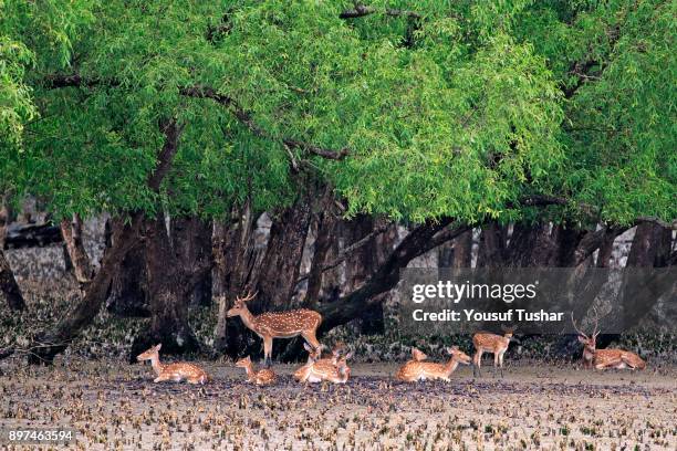 Spotted deer at the Sundarbans, a UNESCO World Heritage Site and a wildlife sanctuary. The largest littoral mangrove forest in the world, it covers...