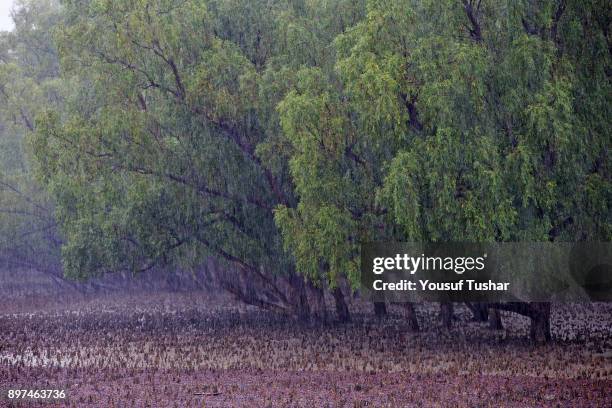 The Sundarbans, a UNESCO World Heritage Site and a wildlife sanctuary. The largest littoral mangrove forest in the world, it covers an area of 38,500...