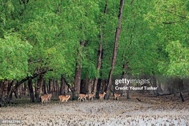 Spotted deer at the Sundarbans, a UNESCO World Heritage Site and a wildlife sanctuary. The largest littoral mangrove forest in the world, it covers...