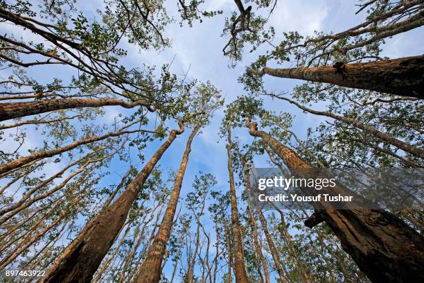 Tree at Sundarban. A UNESCO World Heritage Site, the Sundarbans is the largest mangrove forest in the world and lies on a delta at the mouth of the...