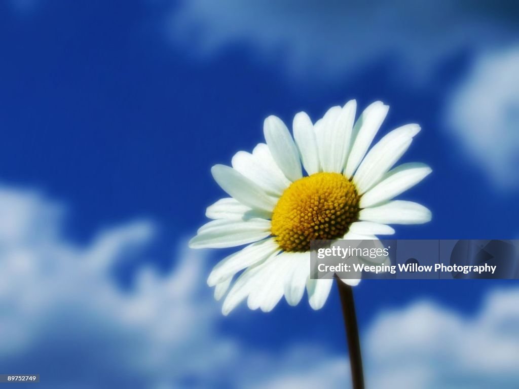 Large Daisy flower against a blue sky