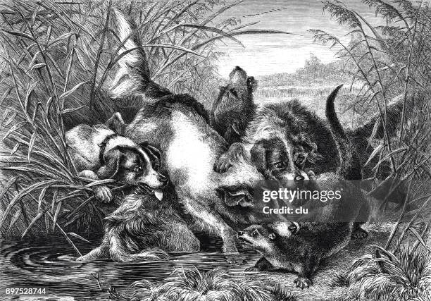 dogs hunting after otters - otter stock illustrations
