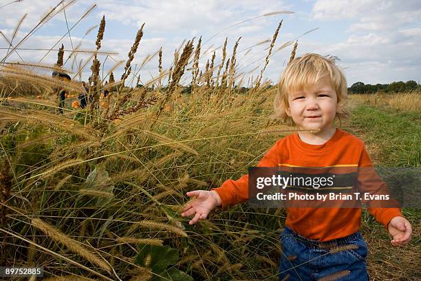 boy in a pumpkin patch - lancaster stock pictures, royalty-free photos & images