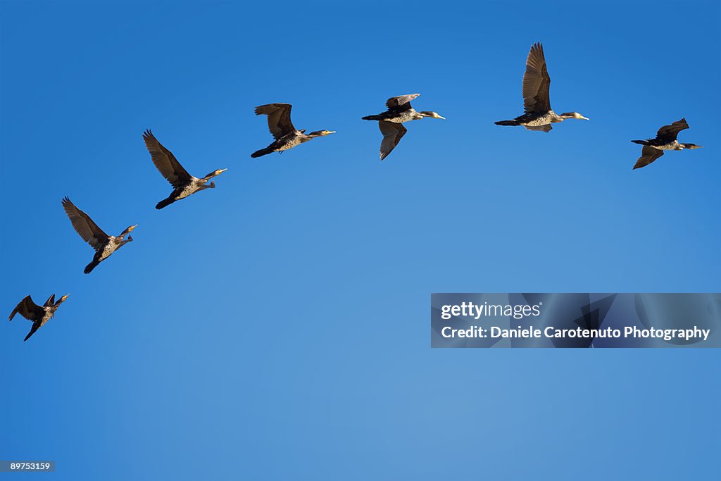 Phalacrocorax flight