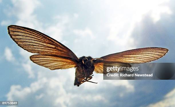 flying moth - papillon de nuit photos et images de collection