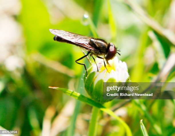 Uk Fly Insect Uk Fly Insect Photos and Premium High Res Pictures - Getty Images