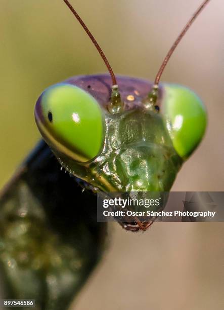 Mantis Fae 681 Praying Mantis Face Stock Photos, High-Res Pictures, and Images ...