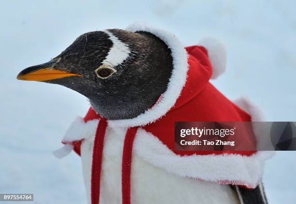 Penguin wears Christmas clothes to stand at Harbin Polarland on December 23, 2017 in Harbin, China..