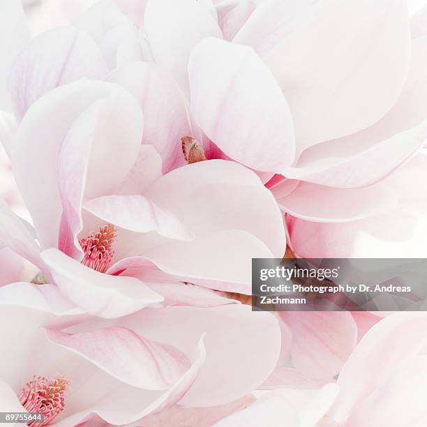 magnolia - magnolia stellata stock pictures, royalty-free photos & images