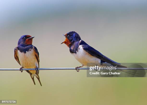 swallow [hirundo rustica] - fence birds stock pictures, royalty-free photos & images