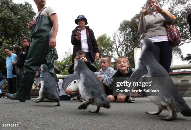 Zoo guests look on as three Magellanic Penguin chicks make their way to their new home on Penguin Island August 12, 2009 at the San Francisco Zoo in...