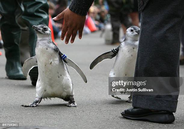 Two Magellanic Penguin chicks are guided by a zoo worker as they make their way to their new home on Pengiun Island August 12, 2009 at the San...