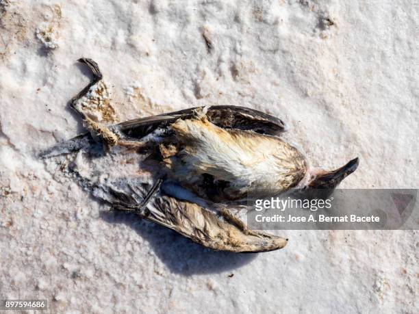 Bird Died In Decomposition For Drinking Toxic Water In A Salt Lake High-Res  Stock Photo - Getty Images