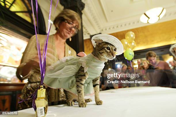 Cats on display during the cat fashion show at the birthday party for Matilda, The Algonquin's resident cat, benefiting North Shore Animal League...