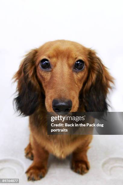 big brown eyed puppy wiener dog - dachshund stock pictures, royalty-free photos & images