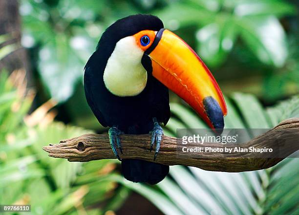 toucan - 国際野生保護公園 ストックフォトと画像