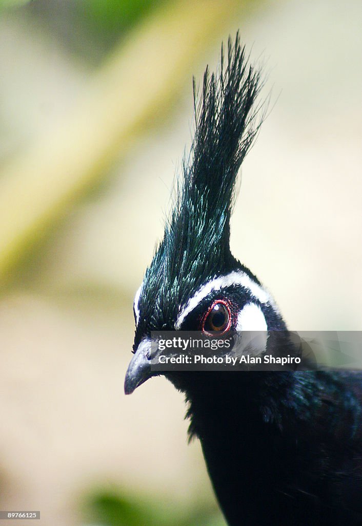 Crow off to a punk rock concert