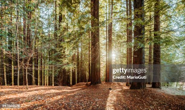 redwood forest - california landscape stock-fotos und bilder
