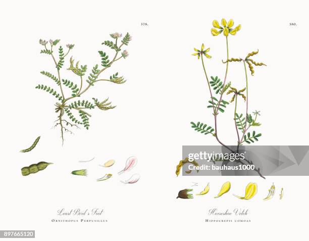 least bird’s foot, ornithopus perpusillus, victorian botanical illustration, 1863 - astragalus stock illustrations