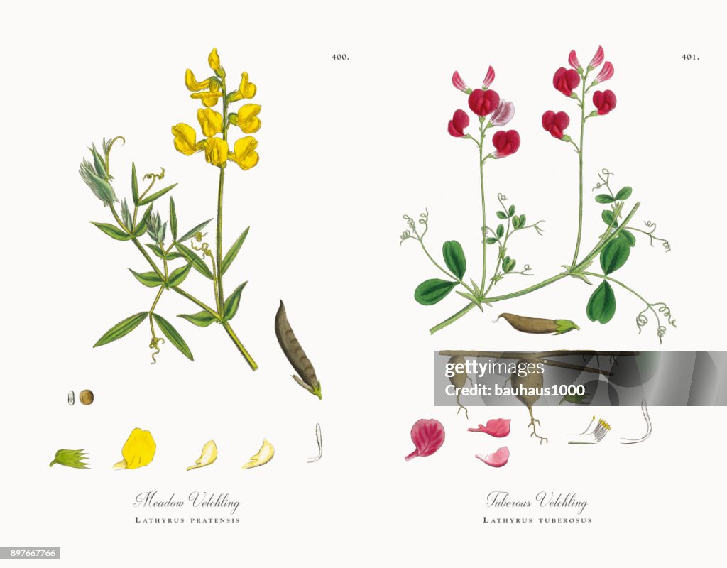 Meadow Vetchling, Lathyrus pratensis, Victorian Botanical Illustration, 1863