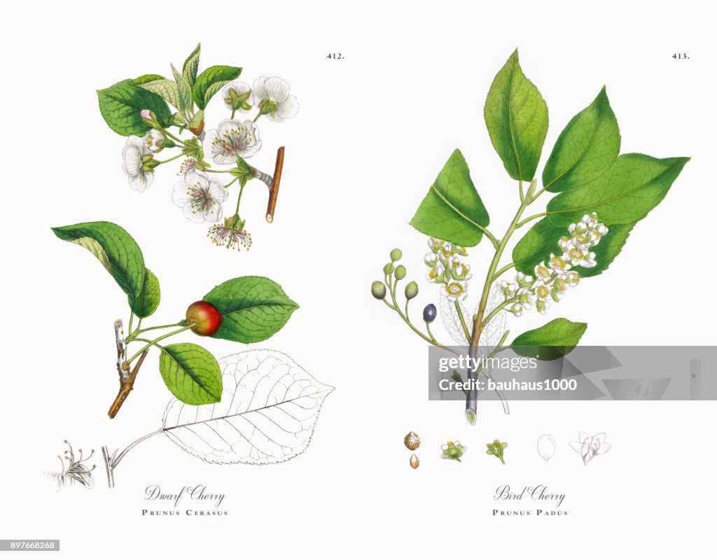 Dwarf Cherry, Prunus Cerasus, Victorian Botanical Illustration, 1863