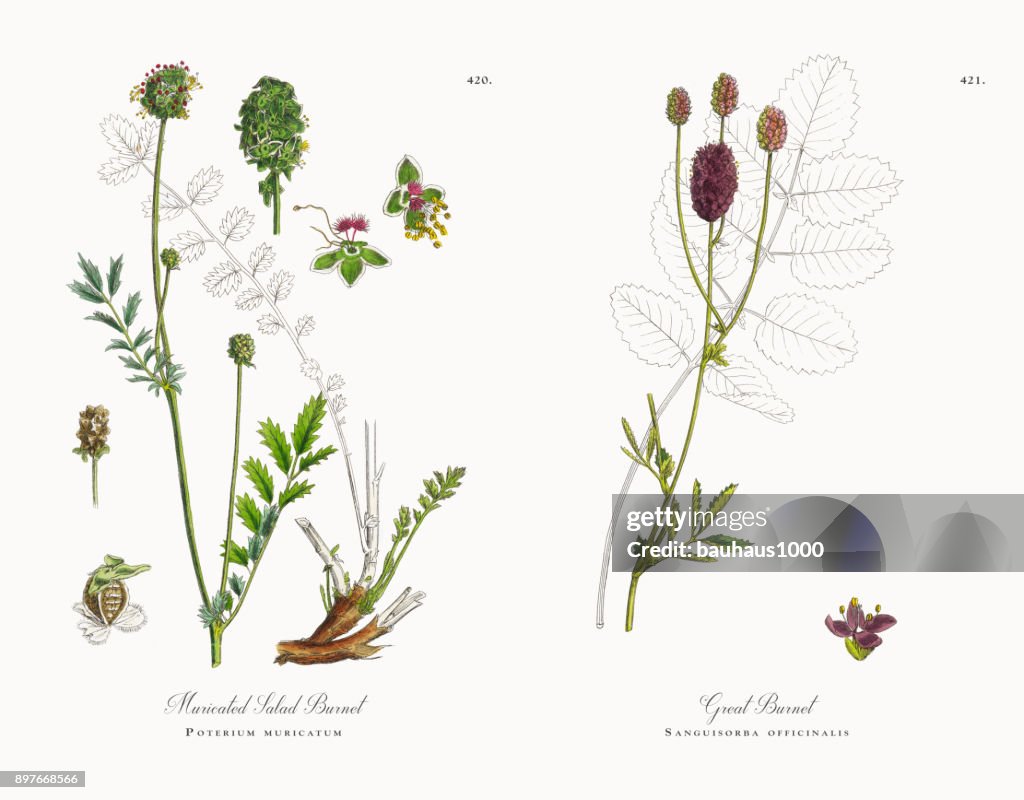 Muricated Salad Burnet, Poterium muricatum, Victorian Botanical Illustration, 1863