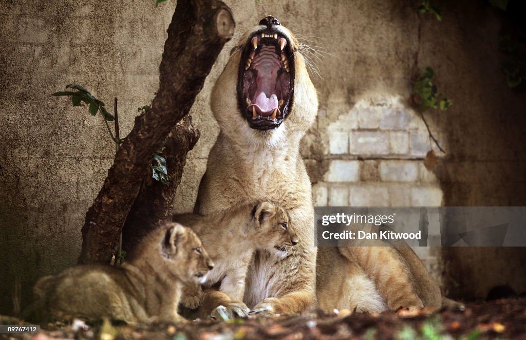 London Zoo Introduce Their First Lion Cub In Over A Decade