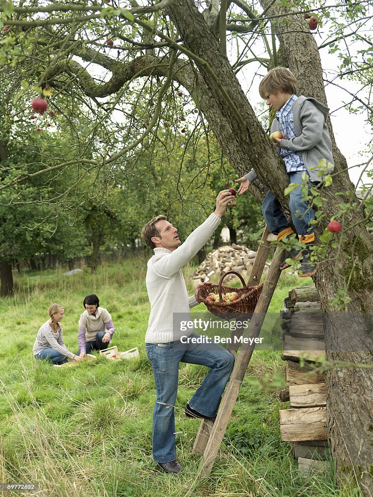 Father and son apple picking with family