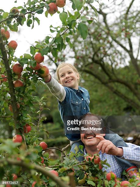 man and girl picking apples on shoulders - child holding apples stockfoto's en -beelden