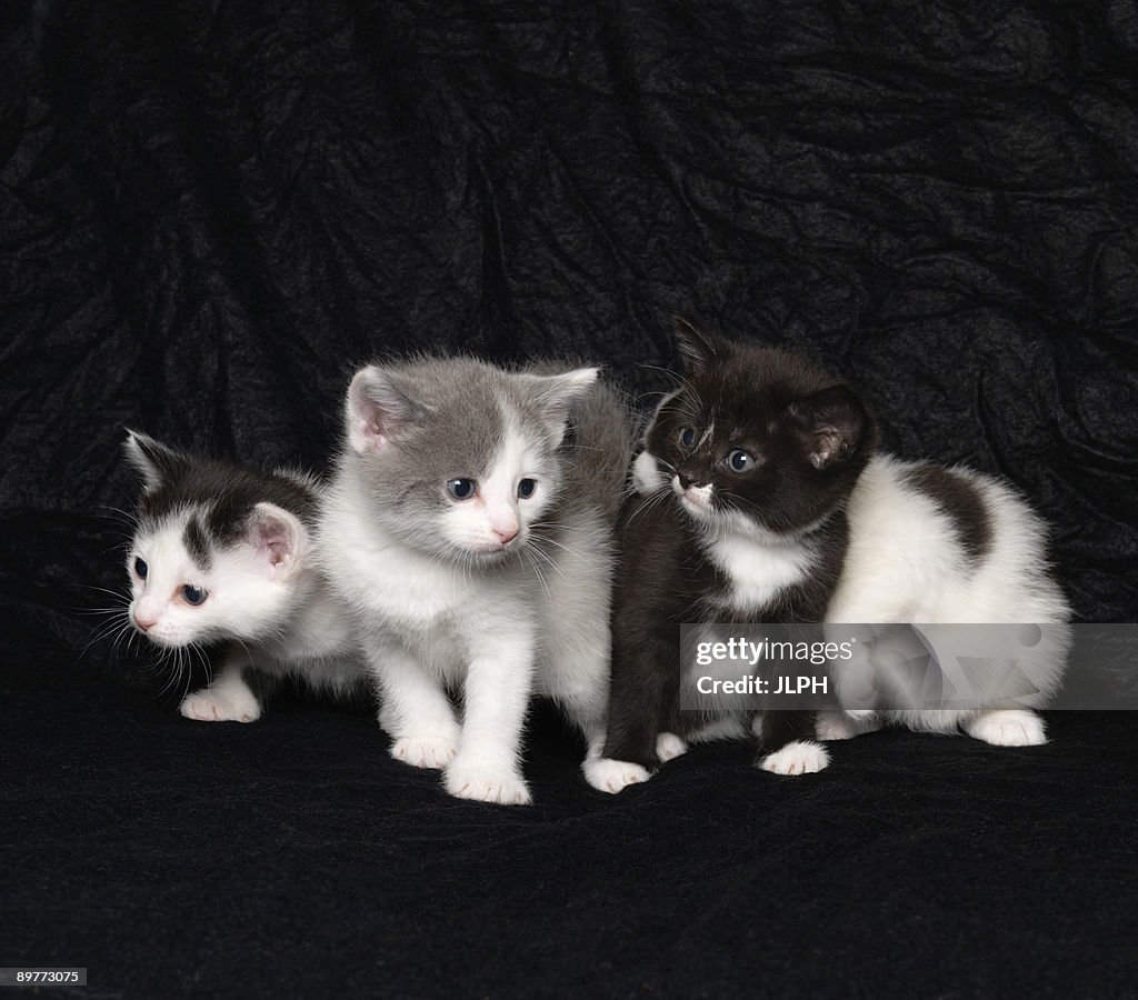 Kittens on black background