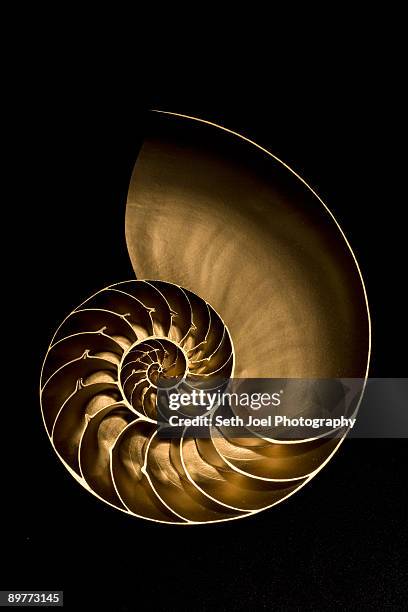 golden nautilus shell on black sand - muschel freisteller stock-fotos und bilder
