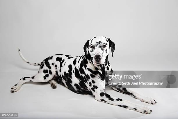 adult dalmatian lying in studio - dalmatiner stock-fotos und bilder
