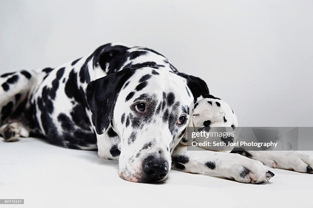 Adult Dalmatian with stuffed toy