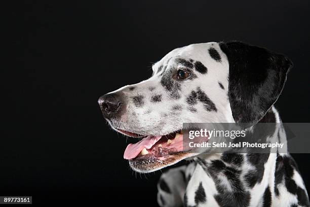 adult male dalmatian portrait - dalmatiner stock-fotos und bilder