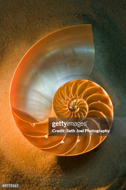 6,679 Spiral Shell Stock Photos, High-Res Pictures, and Images - Getty ...