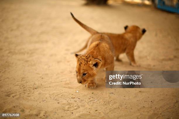 Palestinian children stand close to three lion cubs at a zoo in Rafah, in the southern Gaza Strip, on December 23, 2017. An official told AFP the...
