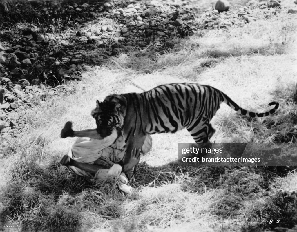 A tiger attacks a person. India. Photograph around 1935