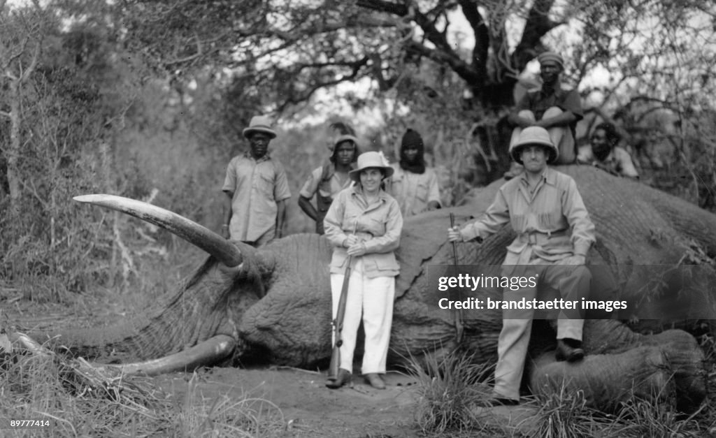 Big-game hunting in Africa: dead elephant. In the background: African hunting assistent. Photograph. Around 1935.