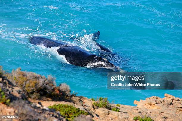 southern right whale and calf - セミクジラ科 ストックフォトと画像