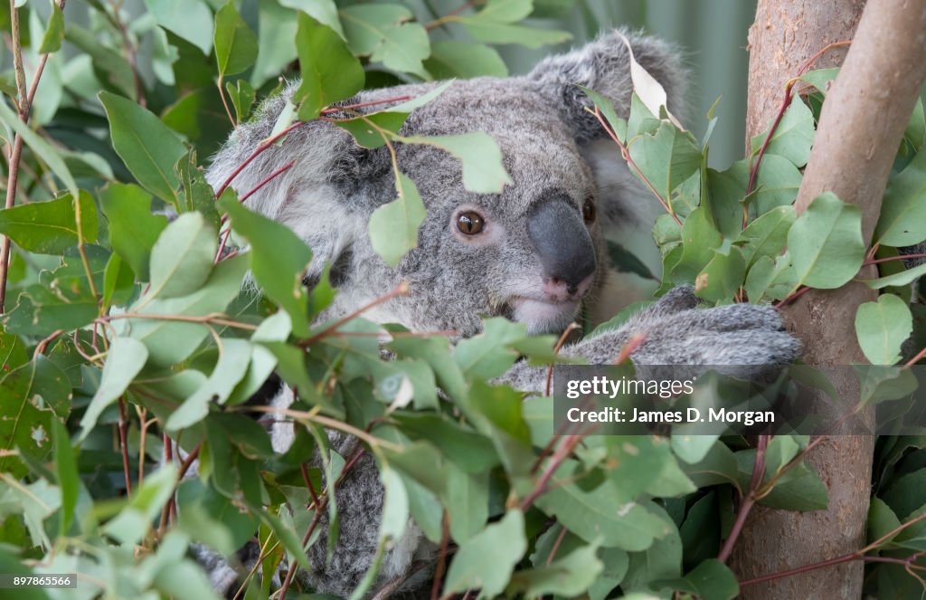 Koalas hanging out on tree at Wild Life Sydney Zoo