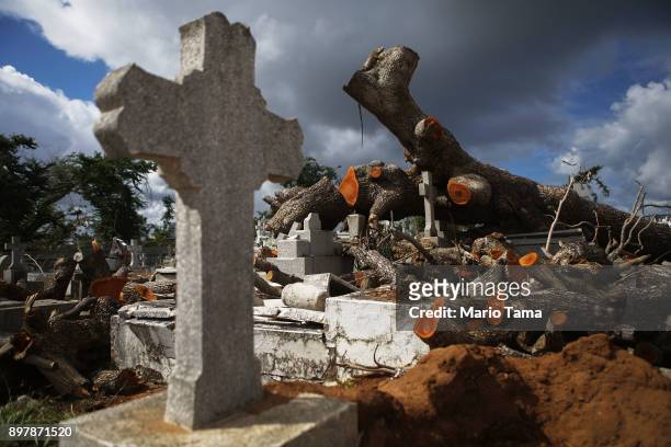 Tree toppled by Hurricane Maria rests over damaged graves in the Villa Palmeras cemetery on December 23, 2017 in San Juan, Puerto Rico. Barely three...