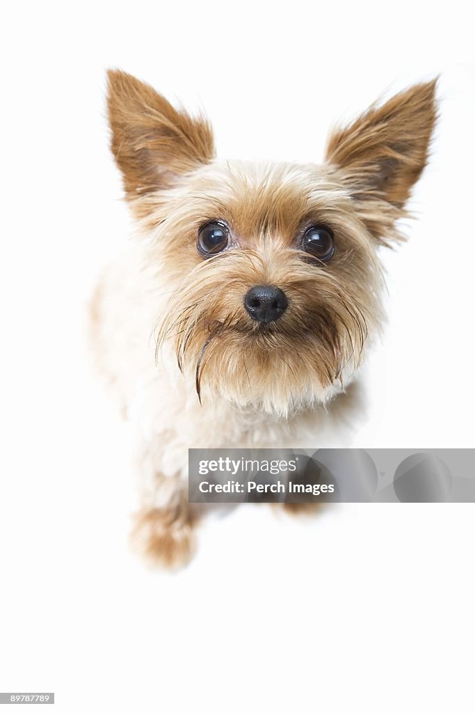 Portrait of Yorkshire Terrier