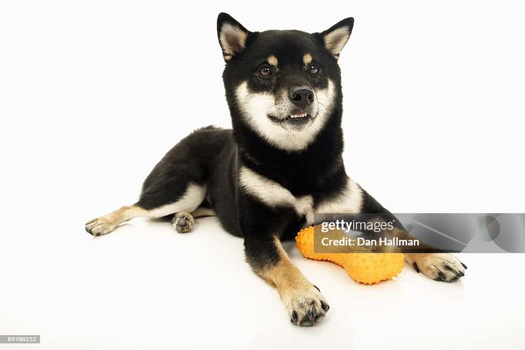 Shiba Inu with toy bone