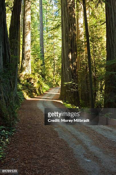 howland hill road in redwood forest, california - jedediah smith redwoods state park stock pictures, royalty-free photos & images