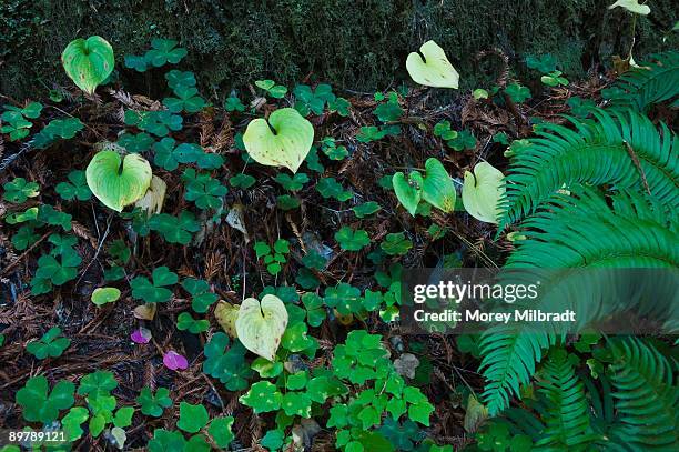 lush foliage - jedediah smith redwoods state park stock pictures, royalty-free photos & images