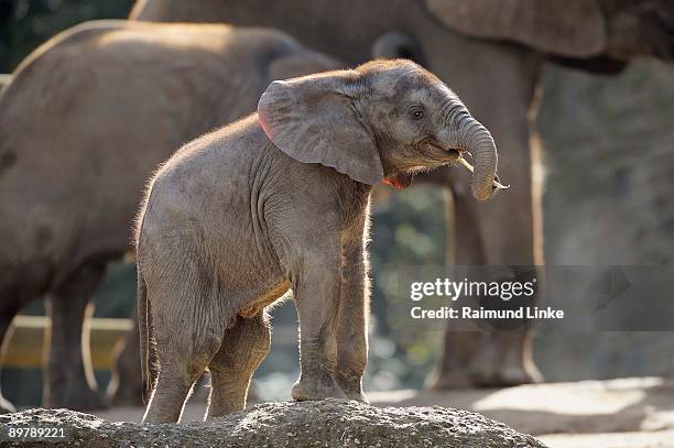 elephant calf - elefantenkalb stock-fotos und bilder