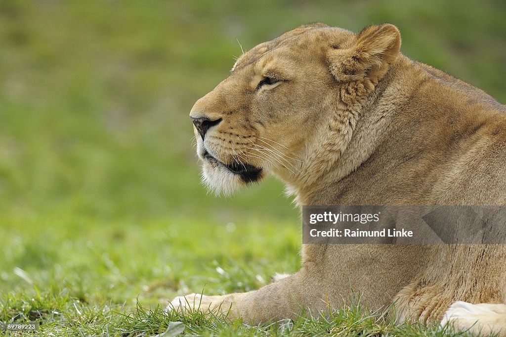 Lioness sitting in grass