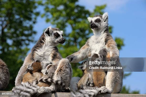ring-tailed lemurs with offspring - dia bildbanksfoton och bilder