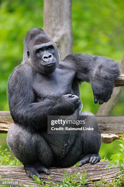 lowland gorilla sitting on log - gorila stock-fotos und bilder